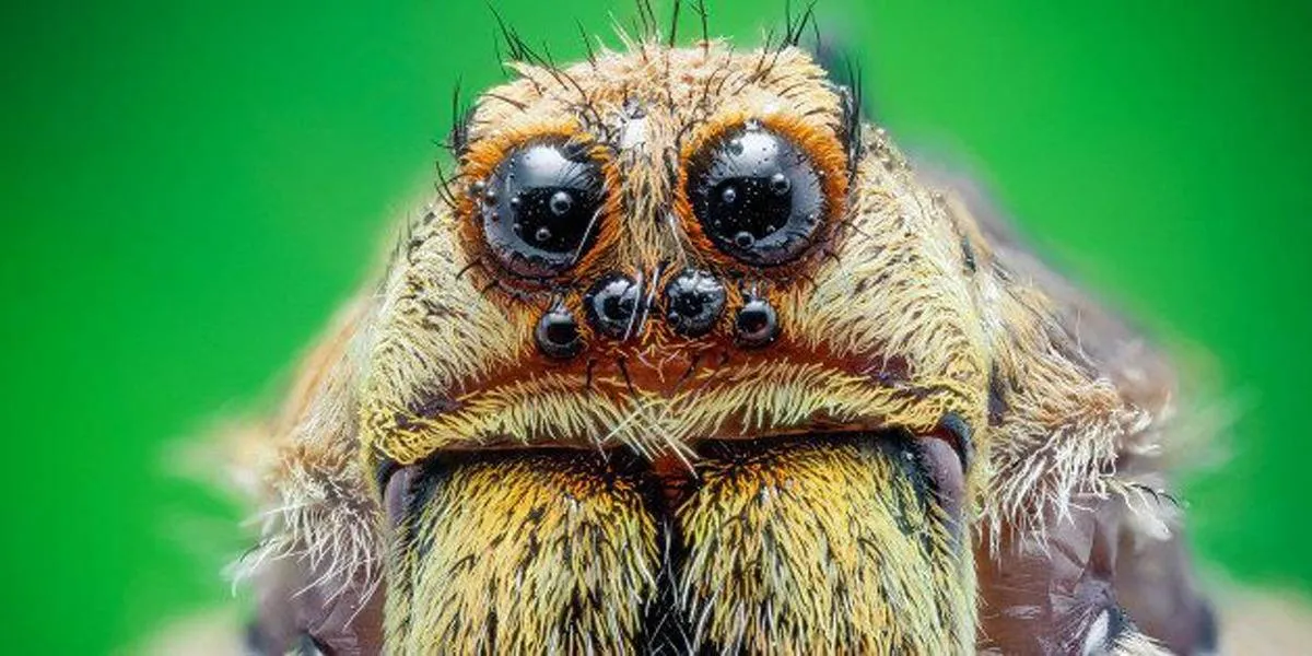 أمريكي حاول قتل عنكبوت فأحرق غابة