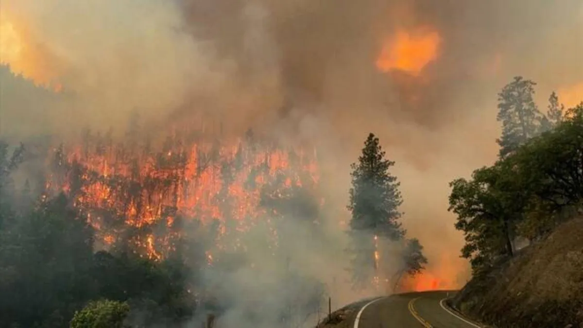 أمريكي حاول قتل عنكبوت فأحرق غابة