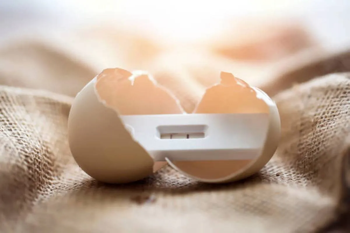 صورة تعبر عن تلقيح البويضة وحدوث الحمل