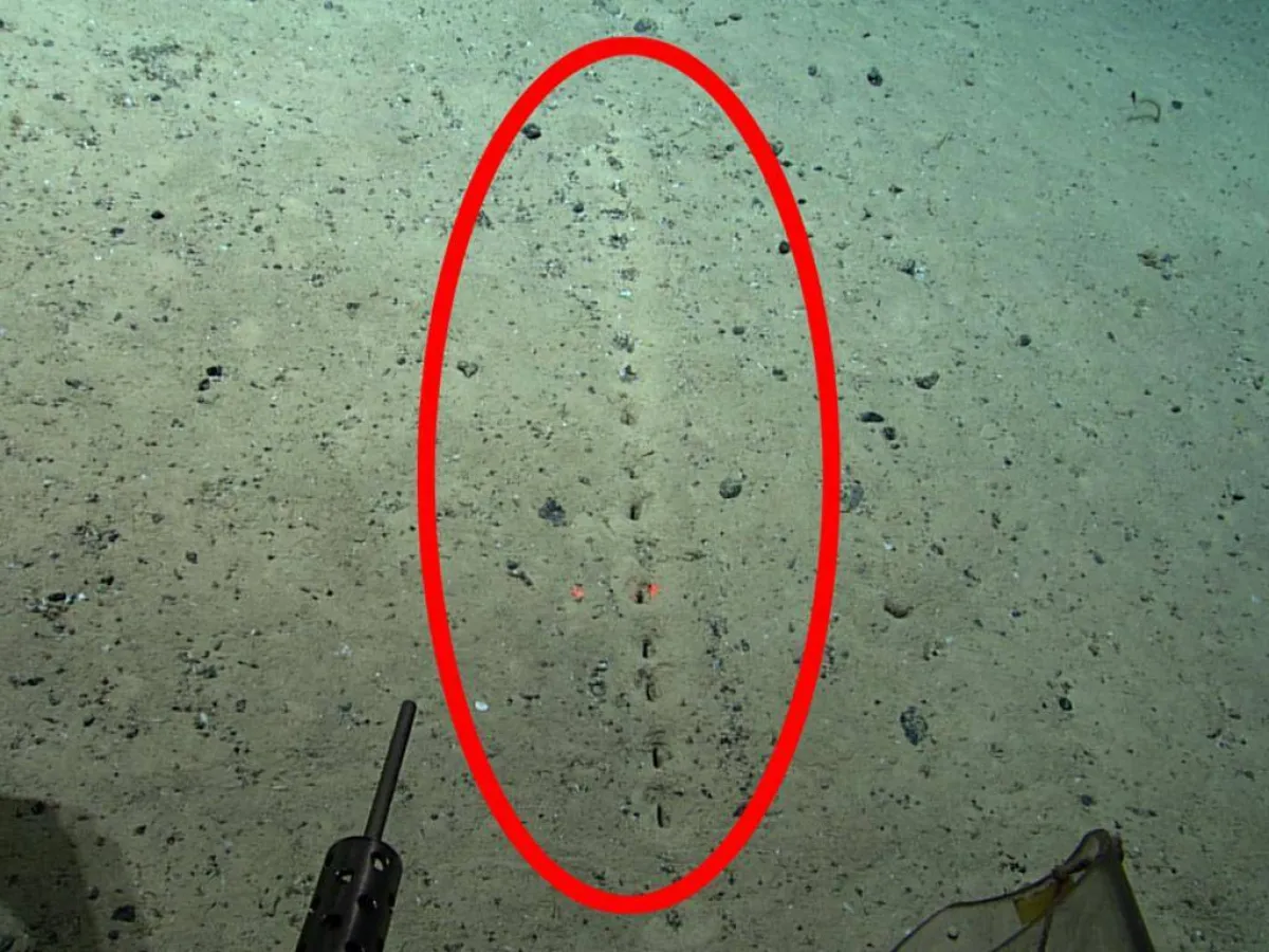 الثقوب المكتشفة في قاع المحيط- الصورة من موقع The News