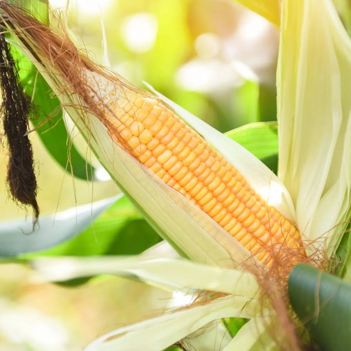 صورة لنبات الذرة الحلوة