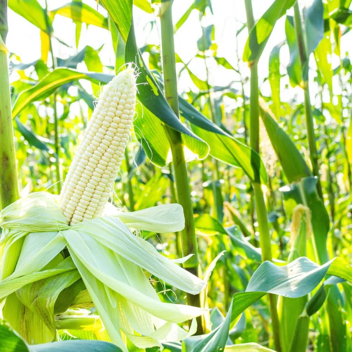 صورة لأشجار الذرة