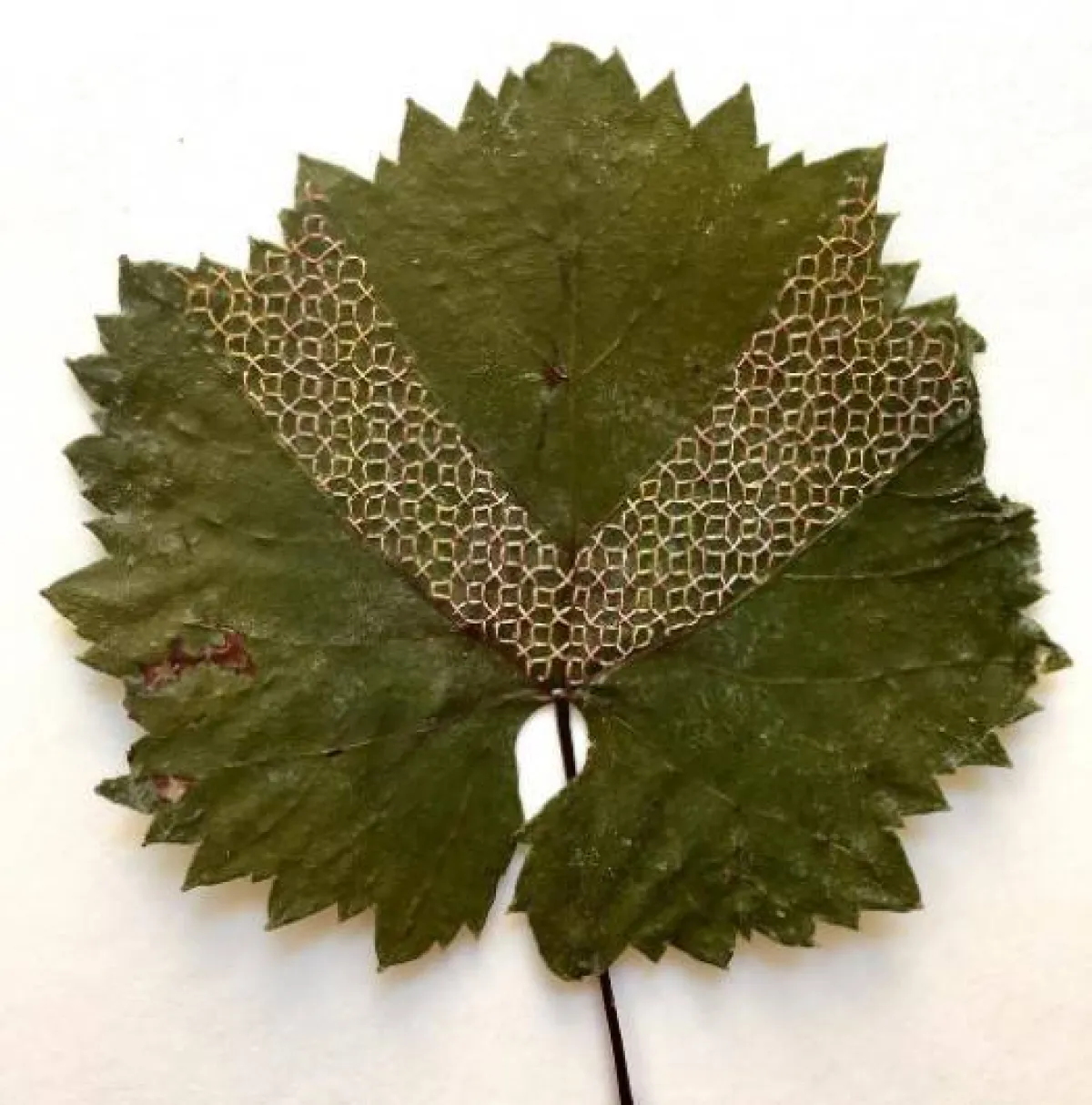 التطريز البيئي