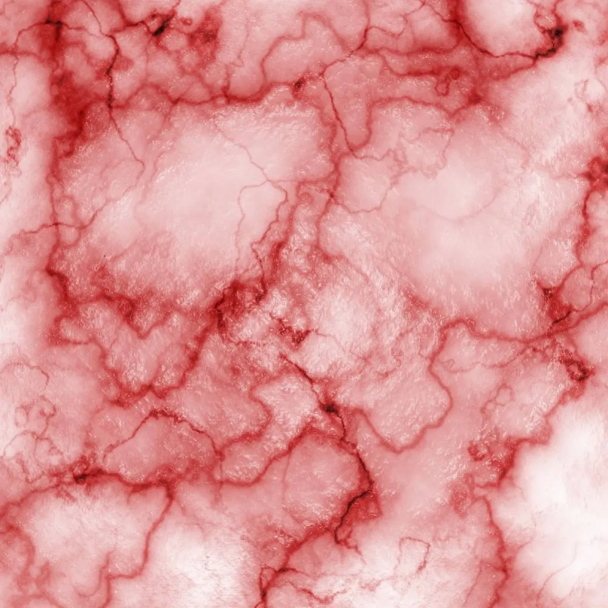 صورة لخلايا الدم البيضاء