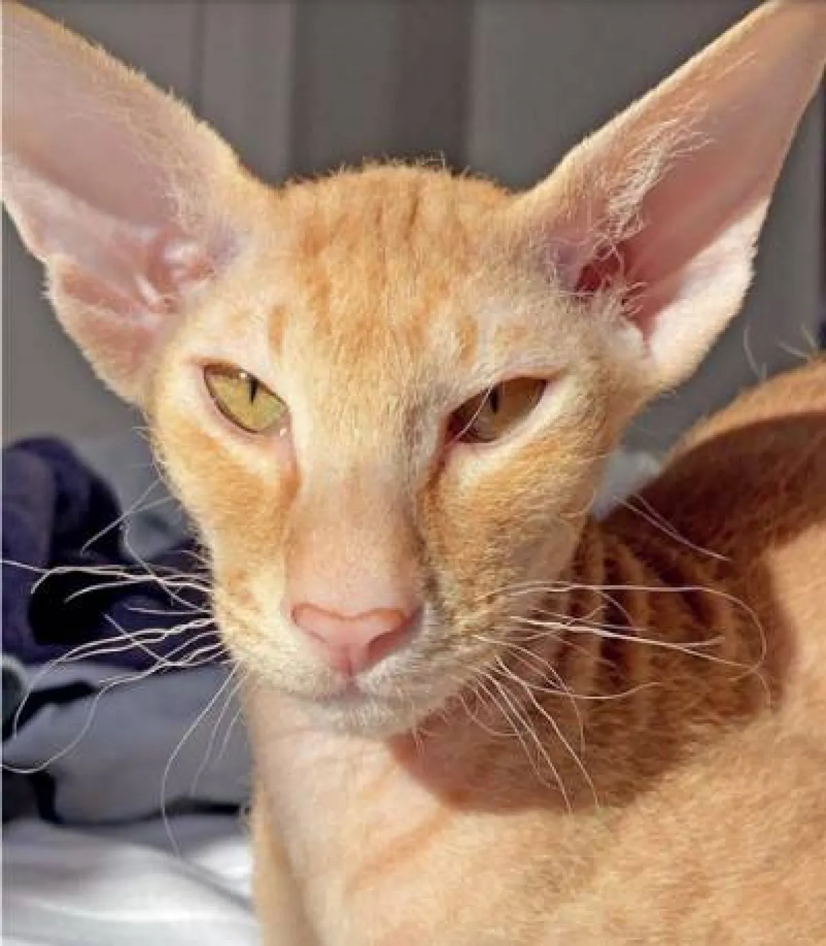 أغرب واندر انواع القطط