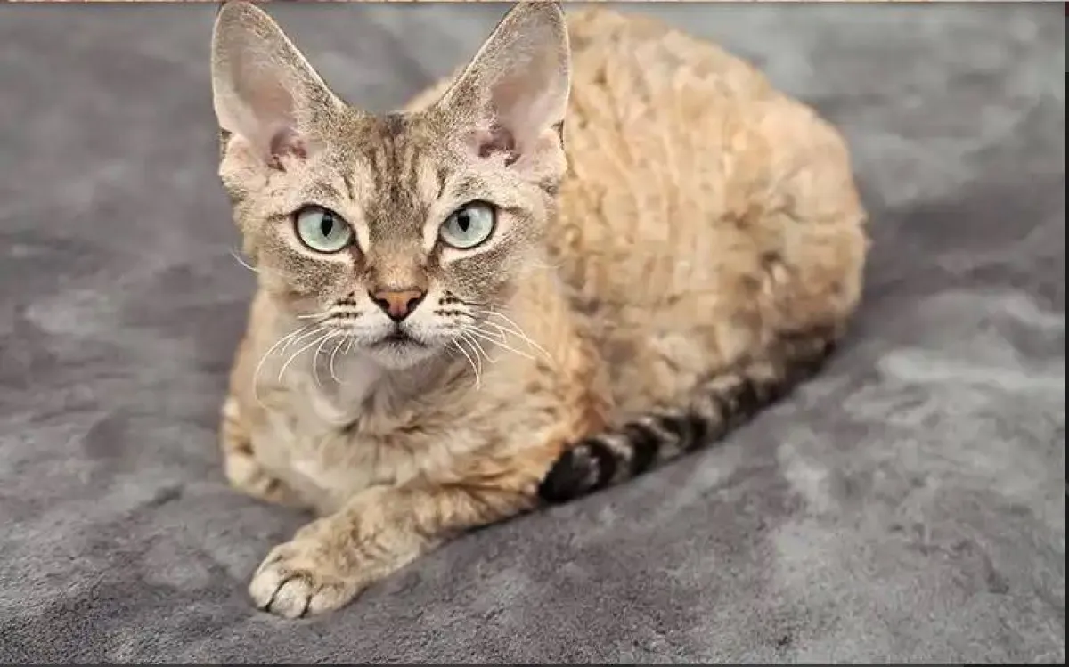 أغرب واندر انواع القطط