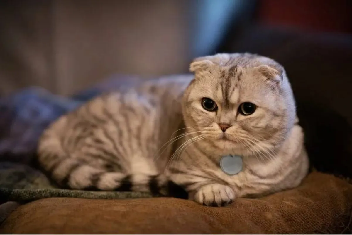 أغرب واندر انواع القطط