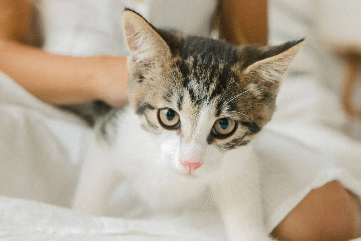 أغرب واندر انواع القطط