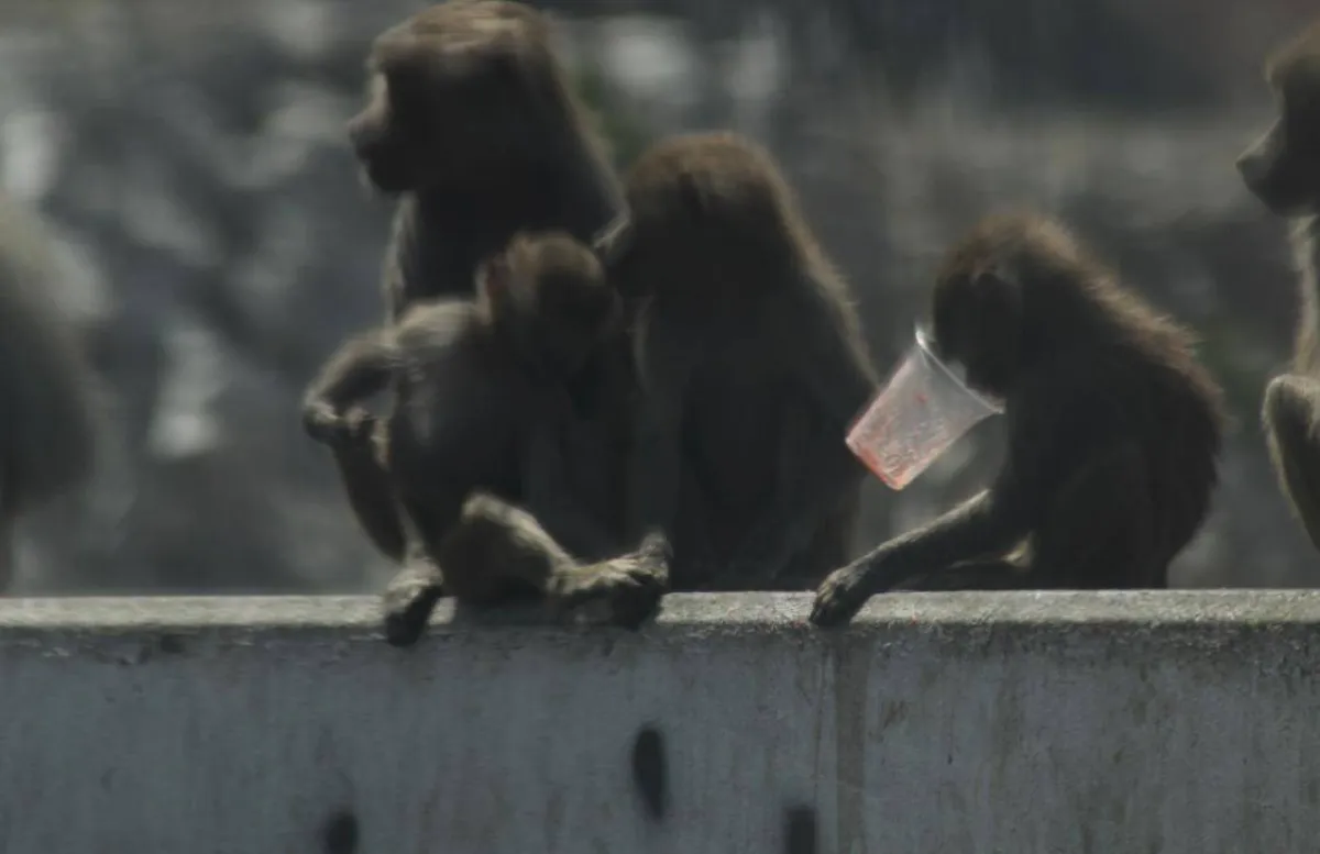 قرود البابون