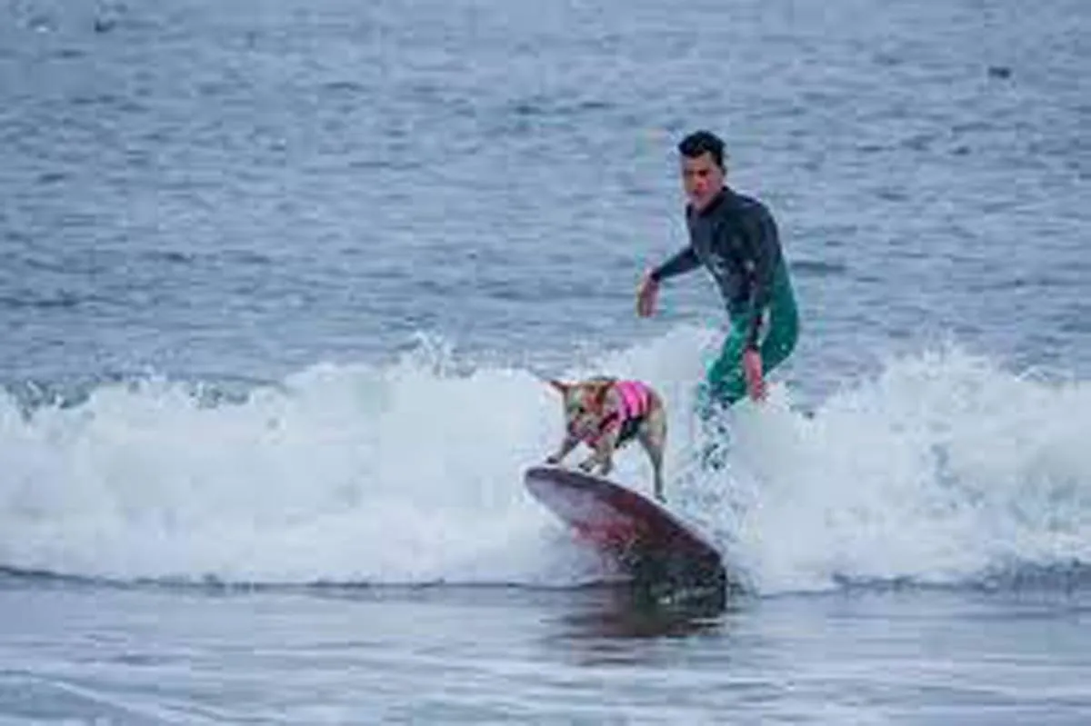 مشاهد طريفة من بطولة العالم لركوب الأمواج للكلاب
