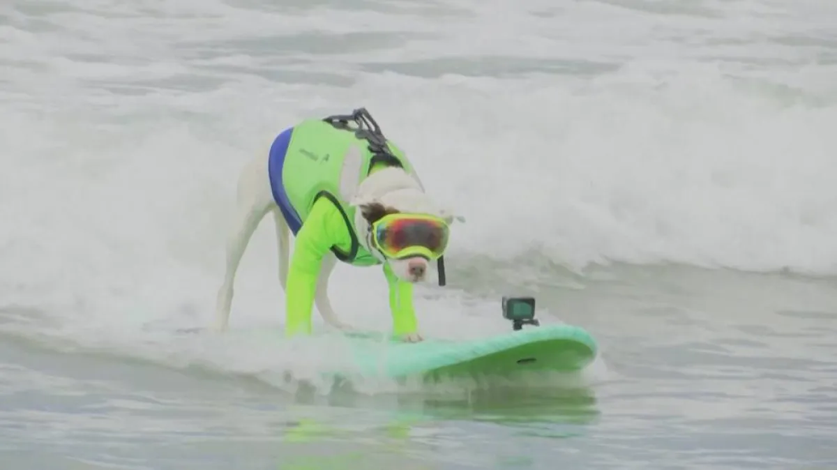 مشاهد طريفة من بطولة العالم لركوب الأمواج للكلاب