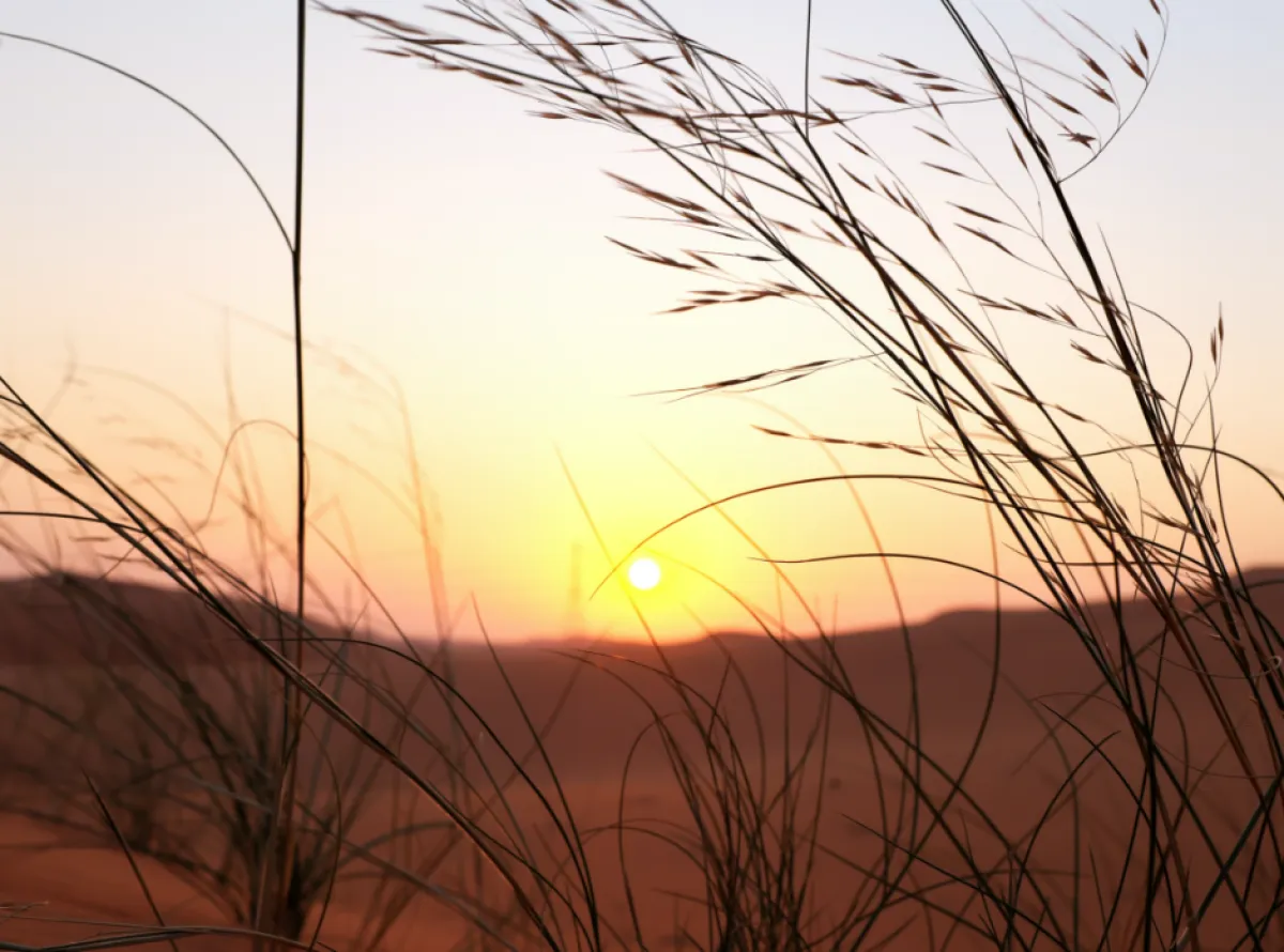 محمية الملك عبد العزيز