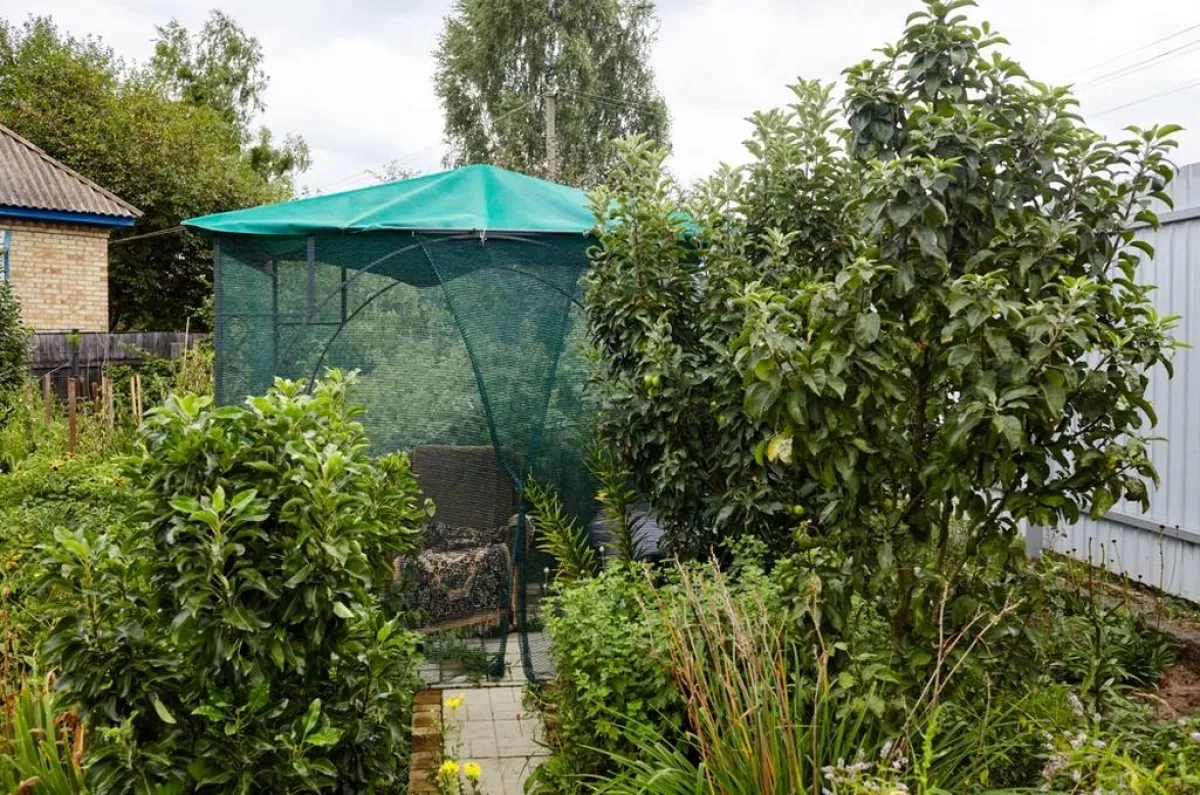 تقليم الأشجار والنباتات ضروري في حديقة المنزل لغرض إبعاد الحشرات عنها