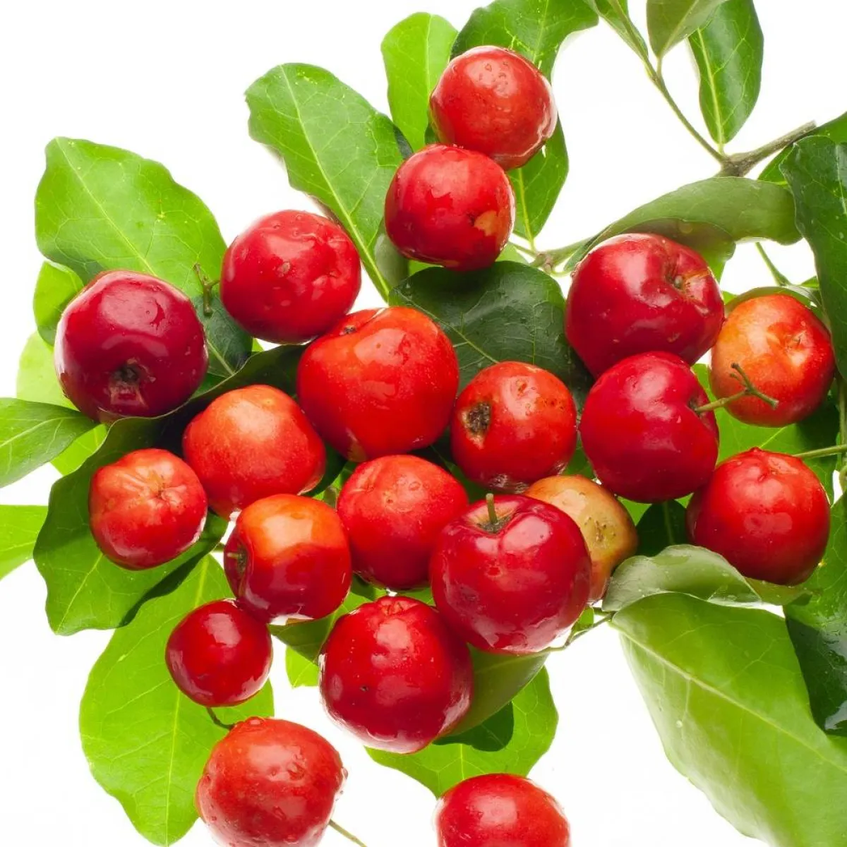 صورة لحبات فاكهة الكرز