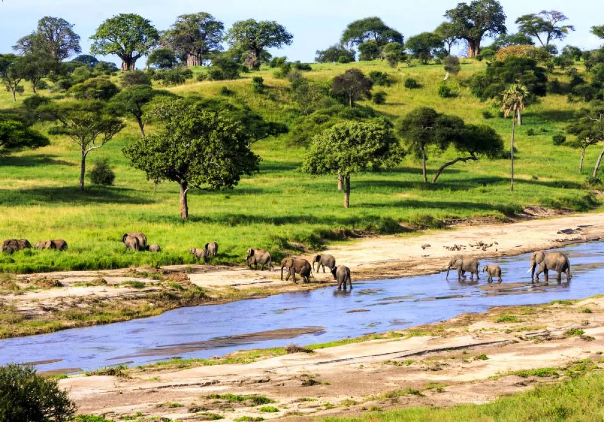 الفيلة أثناء عبورها النهر في متنزه «سيرينجيتي» الوطني 