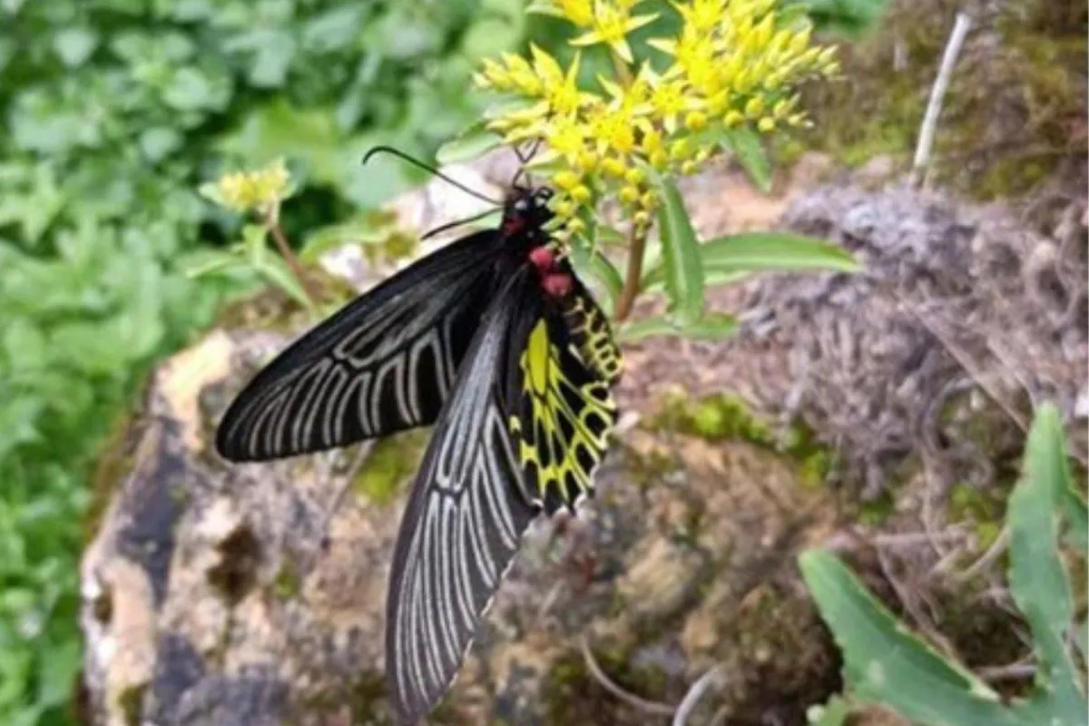 أجمل فراشة بالعالم