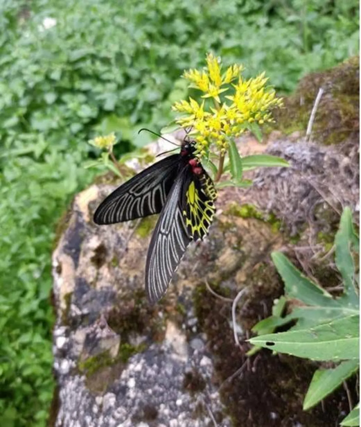 أجمل فراشة بالعالم