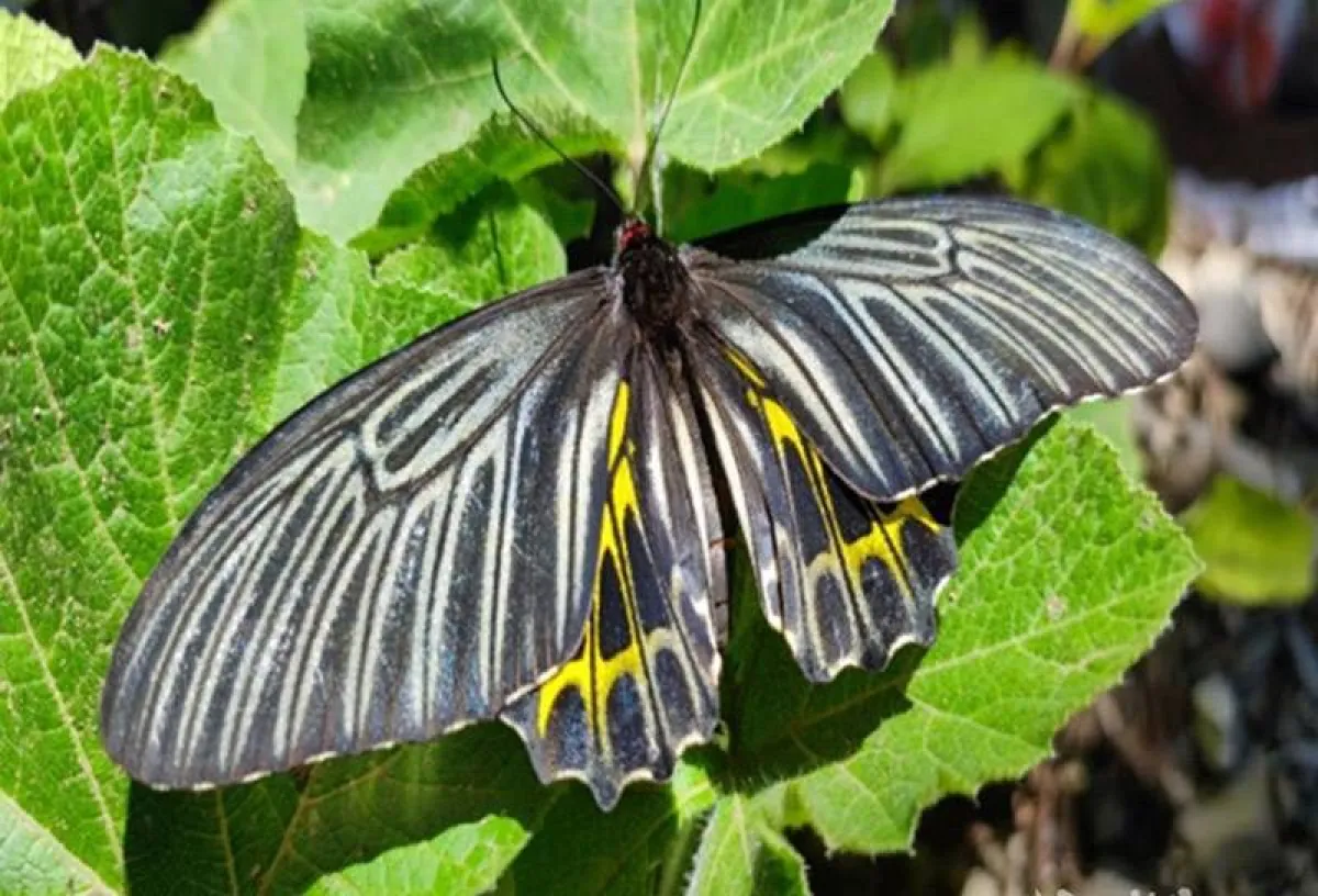 أجمل فراشة بالعالم