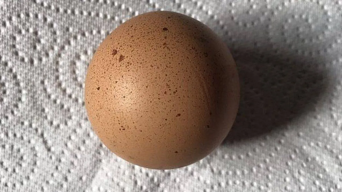 بيضة مستديرة