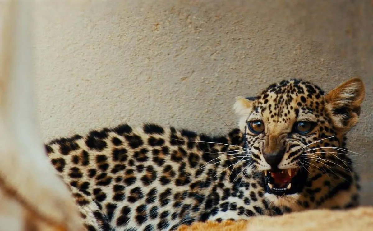 النمر العربي. الصورة من واس