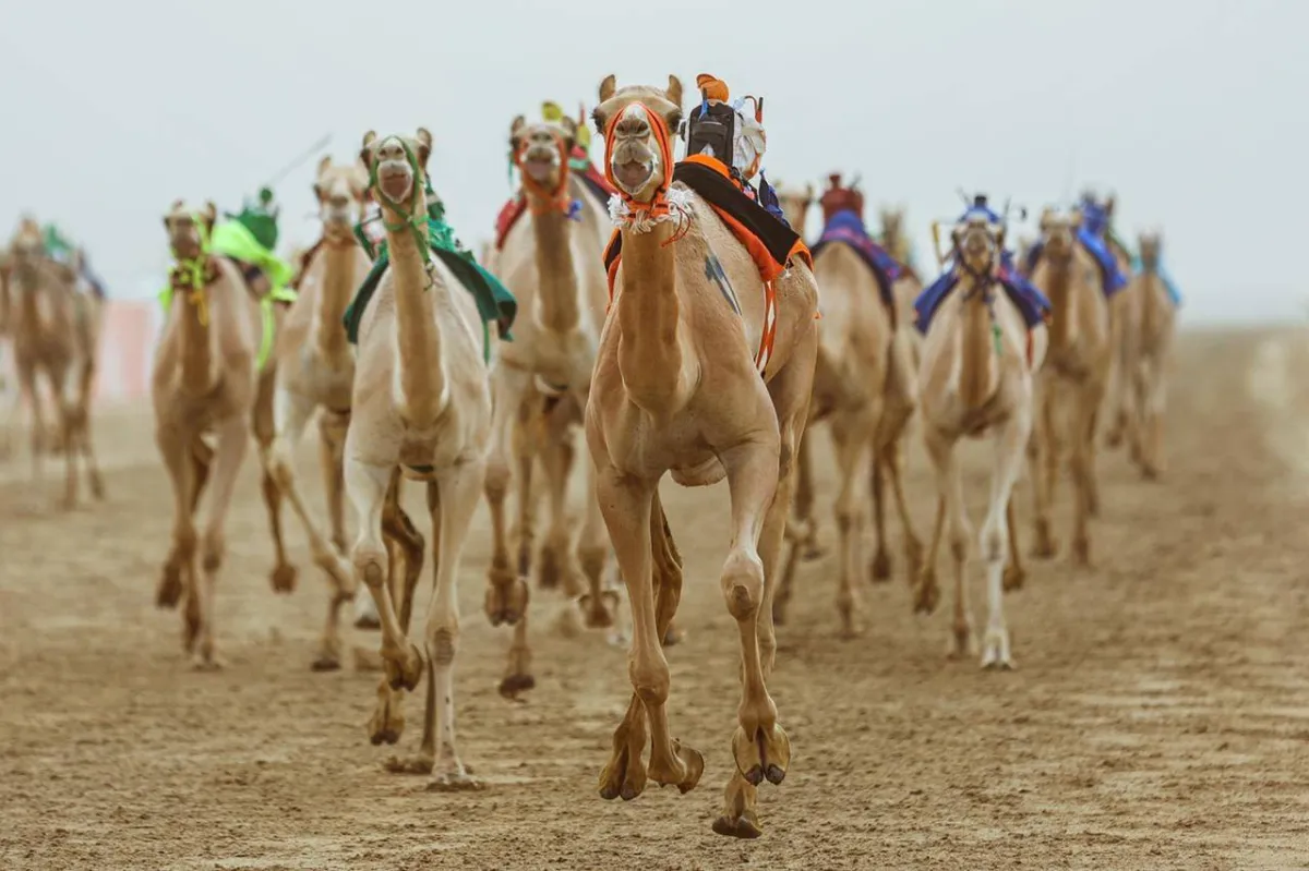 سباق ولي العهد للهجن