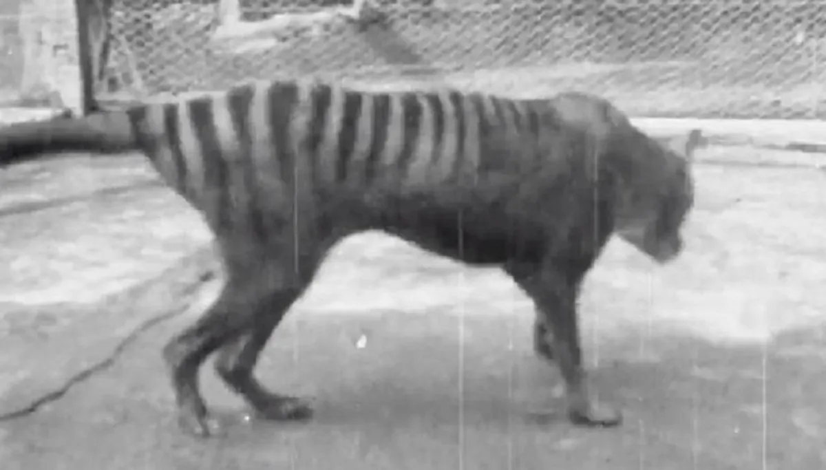 صورة النمور التسمانية