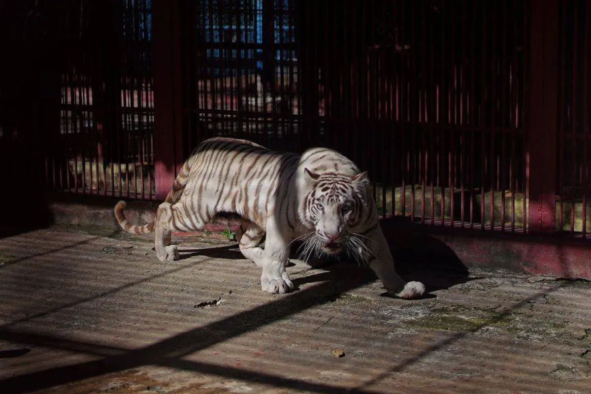 النمر الأندر