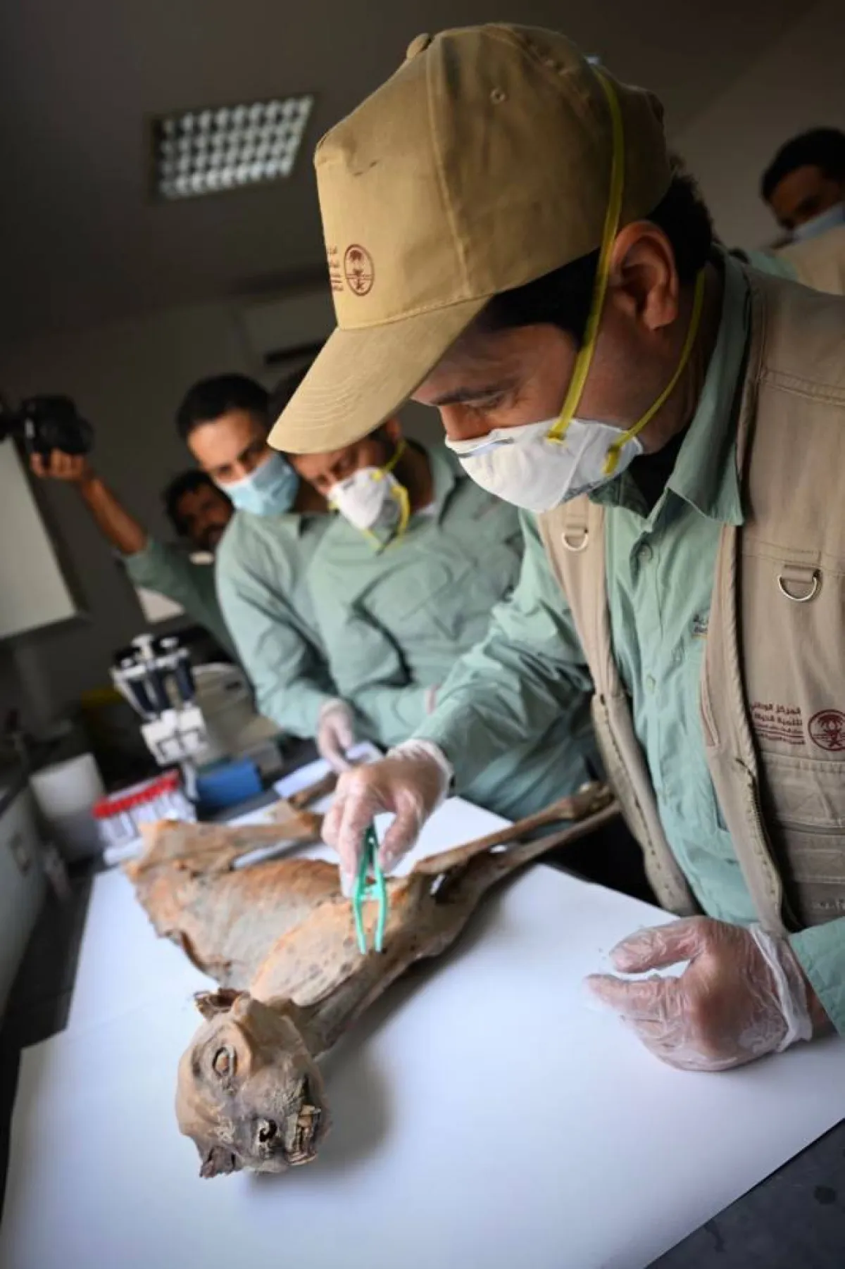 العثور على 17 رفات لحيوان الفهد المنقرض منذ 50 سنة محفوظة في أحد الكهوف شمال المملكة - الصورة من حساب المركز الوطني