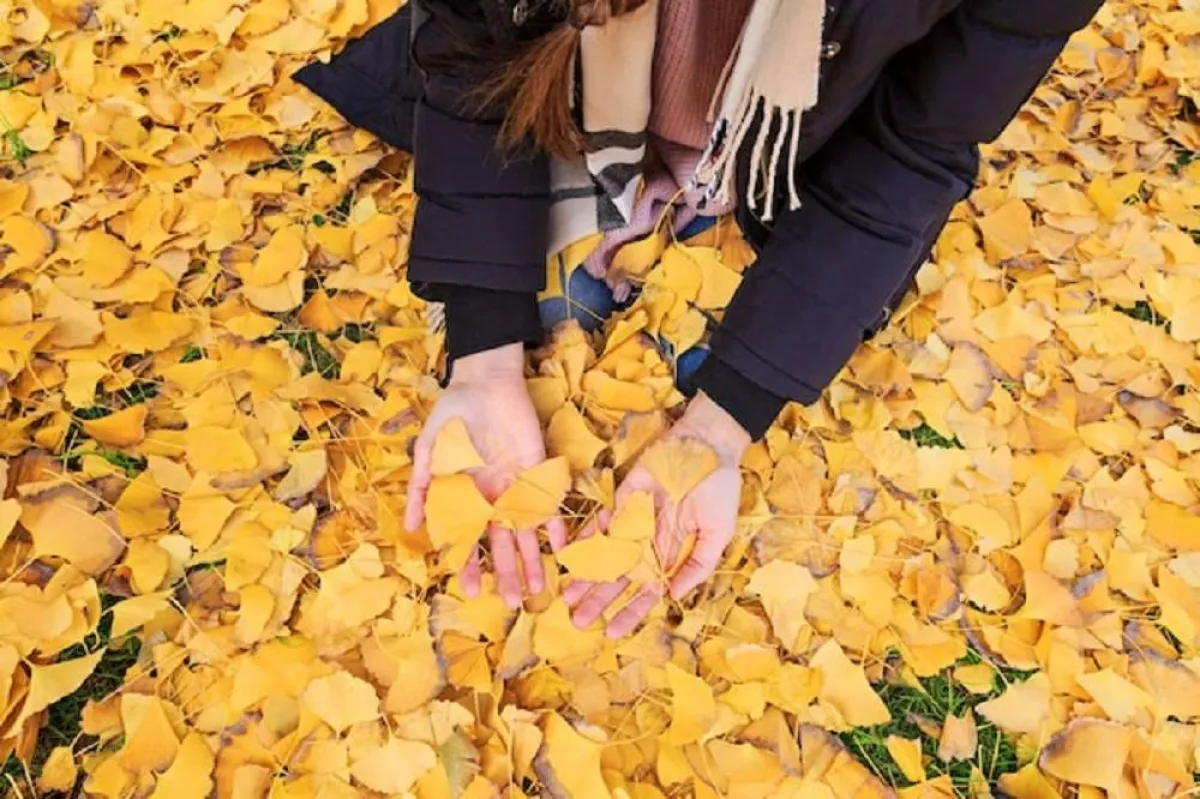 فوائد عشبة الجنكة للنساء رائعة للصحة