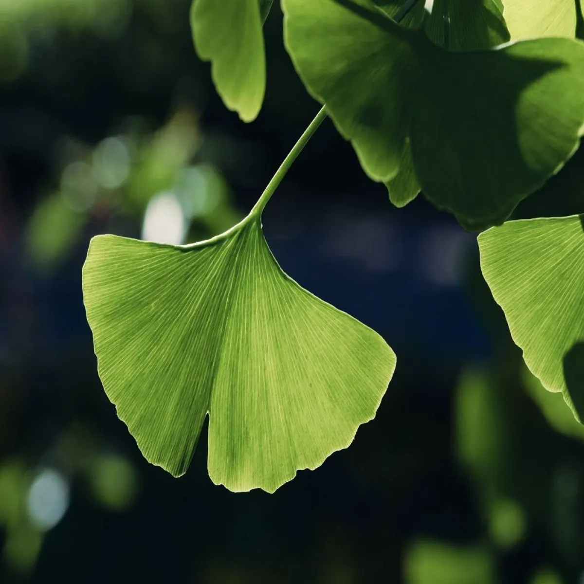 عشبة الجنكة