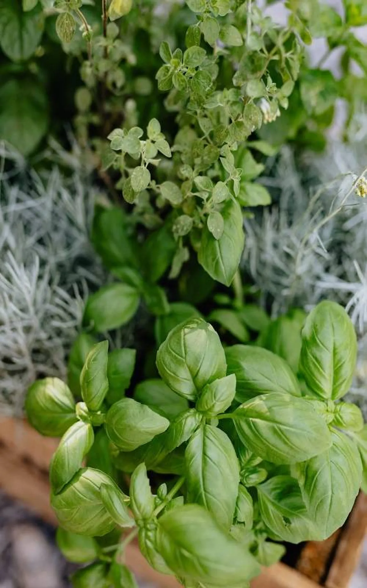 الريحان وعرق السوس يفيدان في علاج ألم المعدة