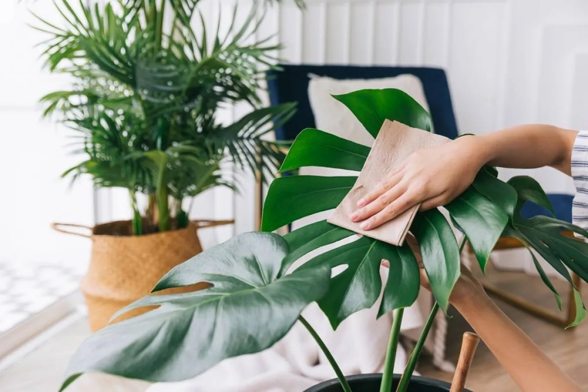  تنظيف أوراق النباتات المنزليّة