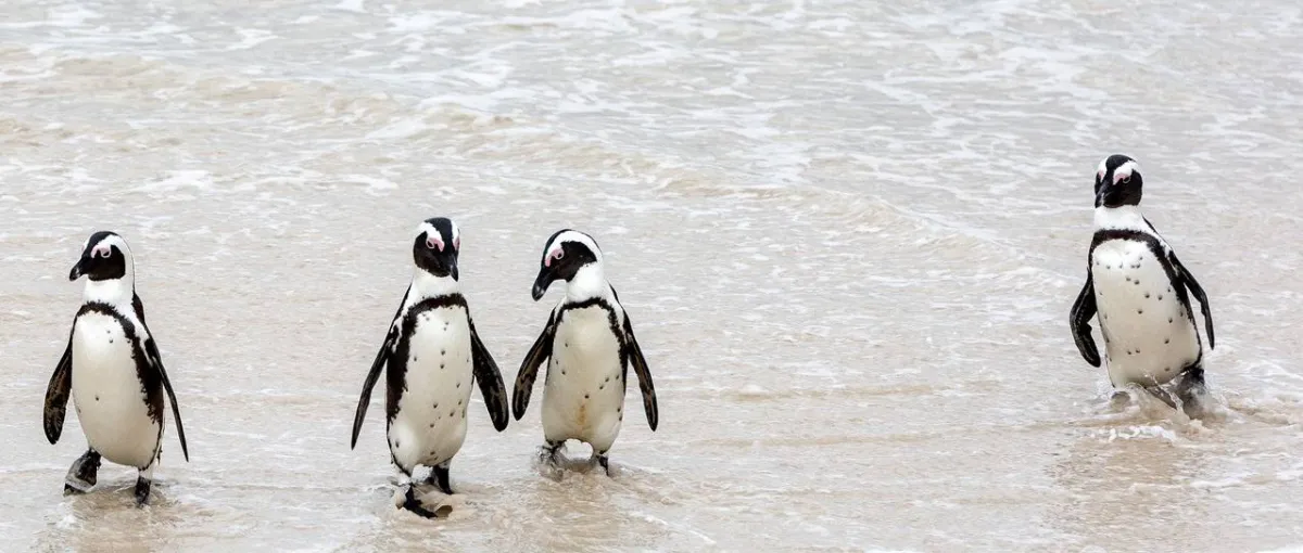 صورة لطائر البطريق