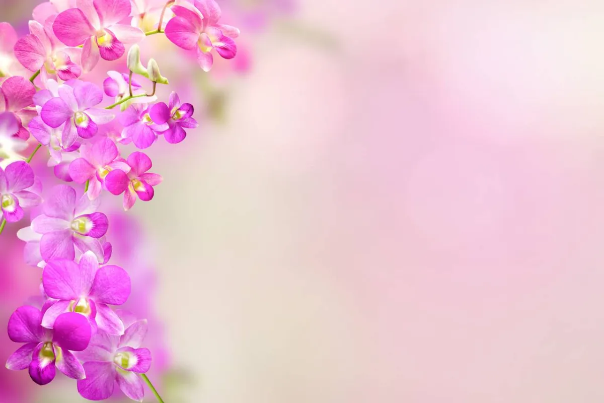 صورة لزهرة الأركيدة