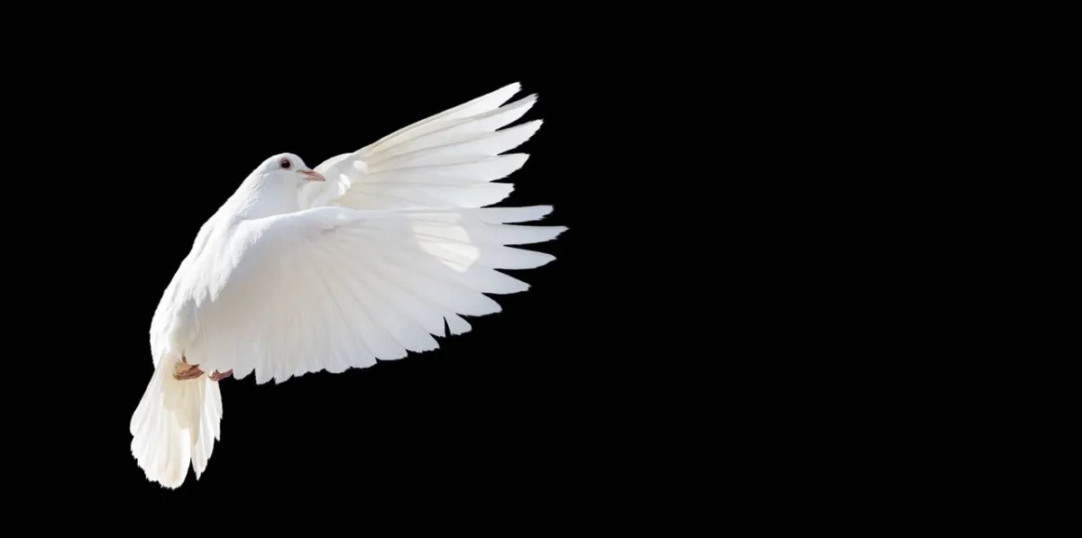 صورة ليمامة بيضاء