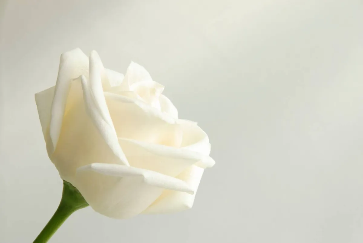 صورة لوردة بيضاء