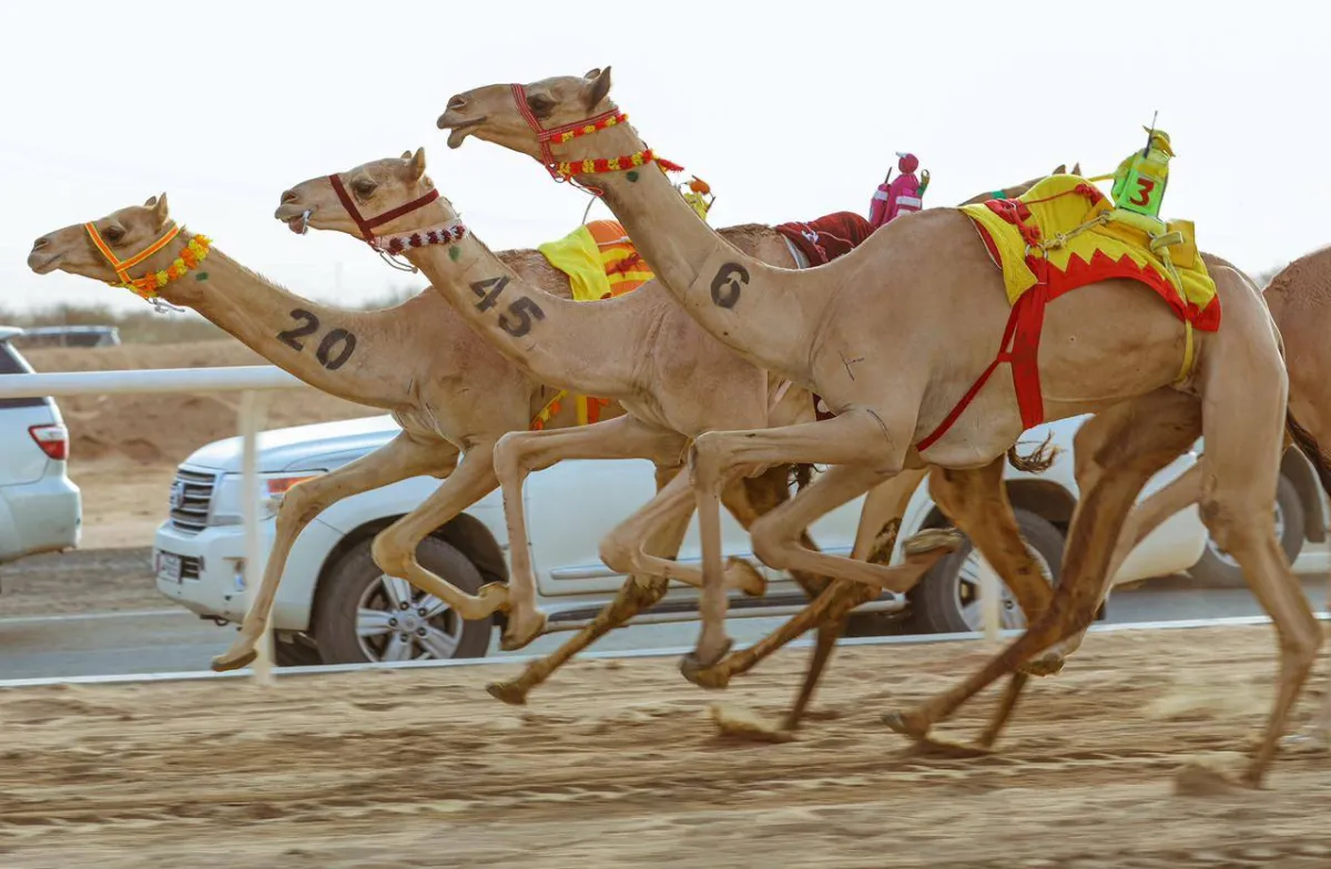 مهرجان ولي العهد للهجن. الصورة من العلاقات العامة