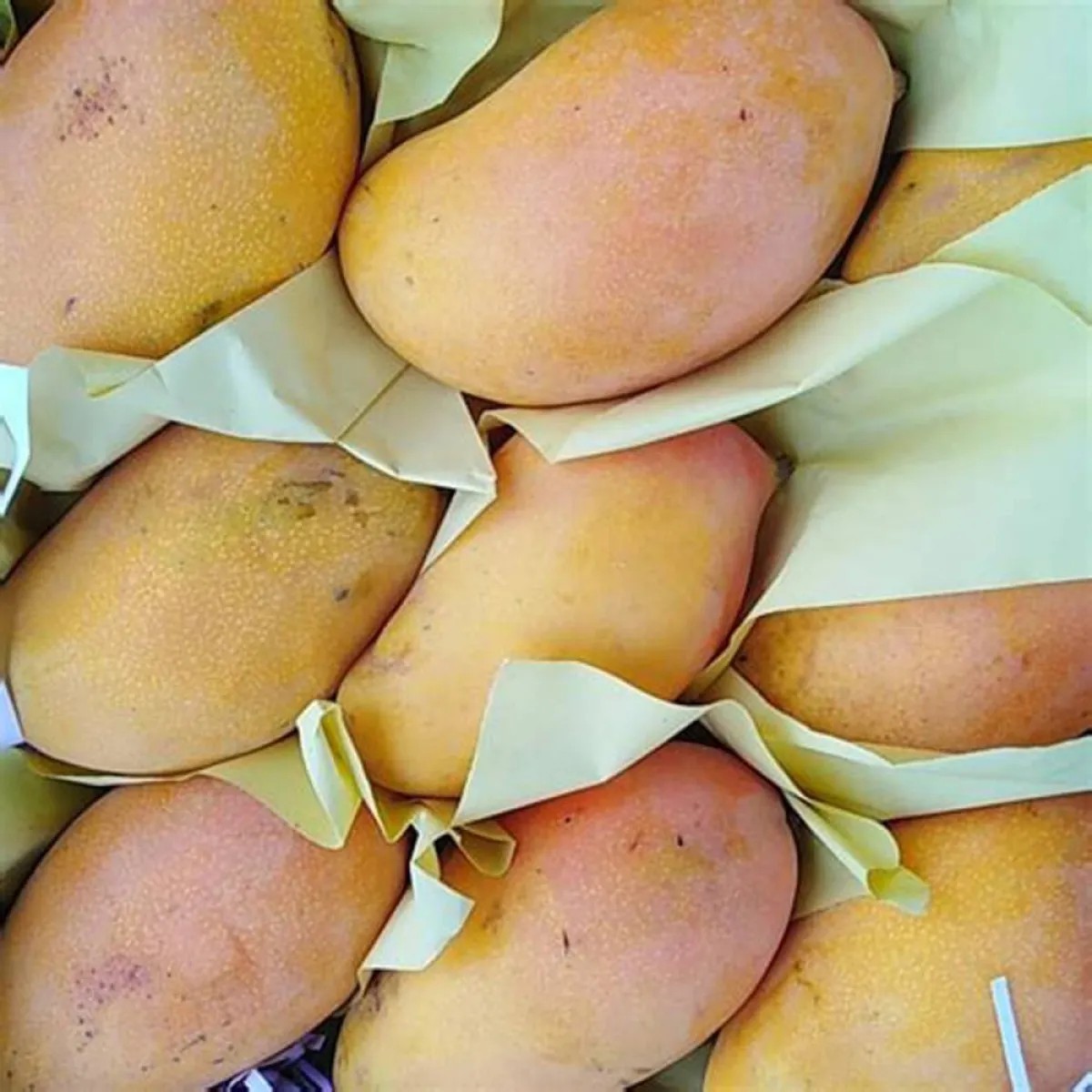 انطلاق أول مهرجان للمانجو بالإسماعيلية بحضور عدد من السفراء 