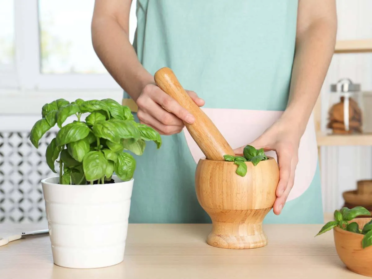 فوائد الريحان للقولون