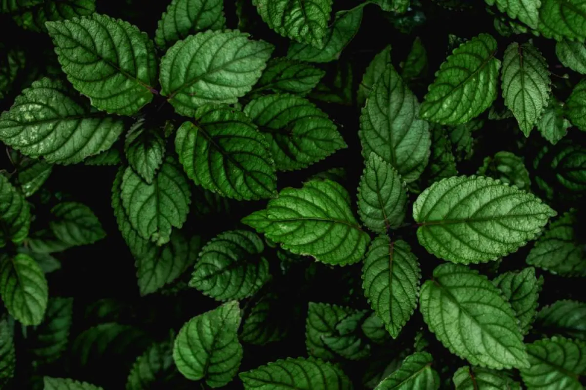 نبات النعناع 