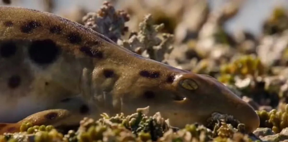 أسماك قرش تسير على اليابسة