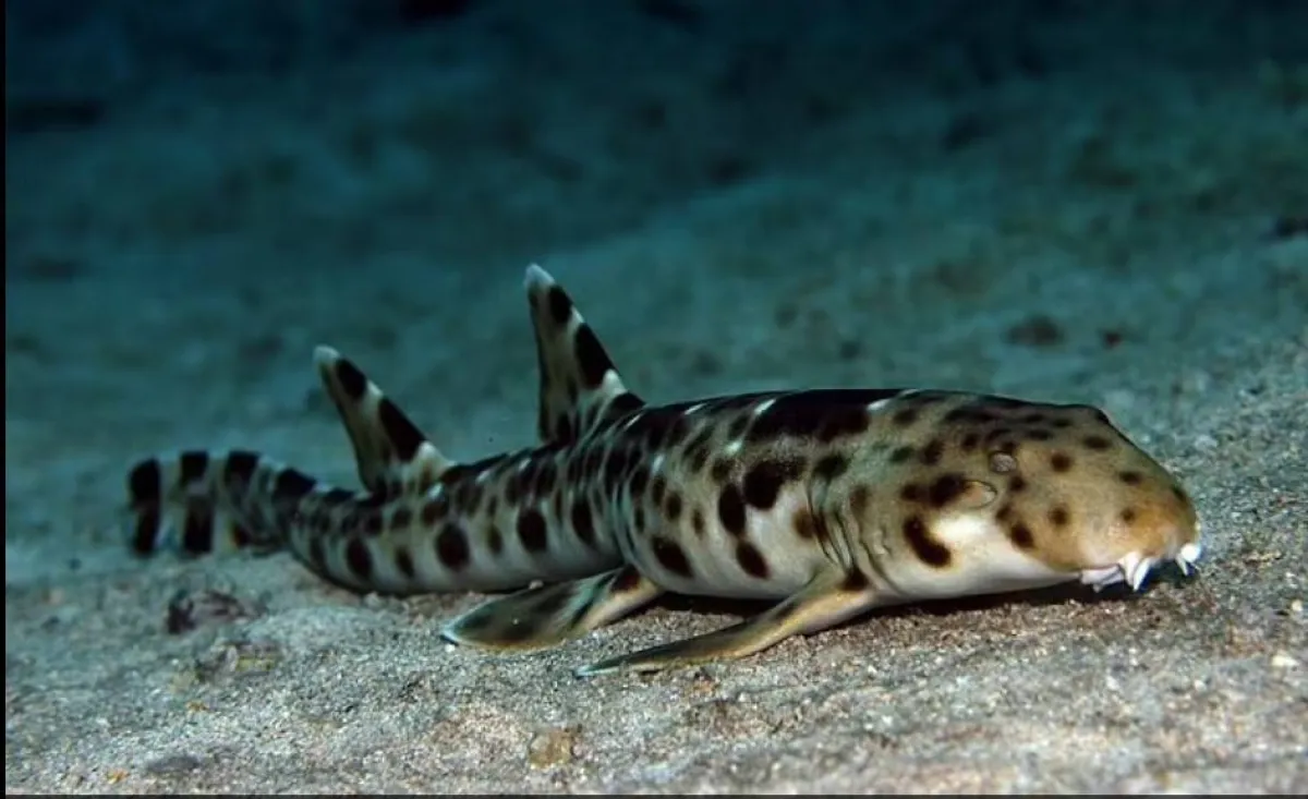 أسماك قرش تسير على اليابسة