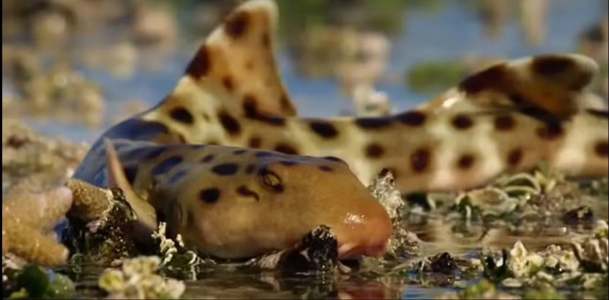 أسماك قرش تسير على اليابسة