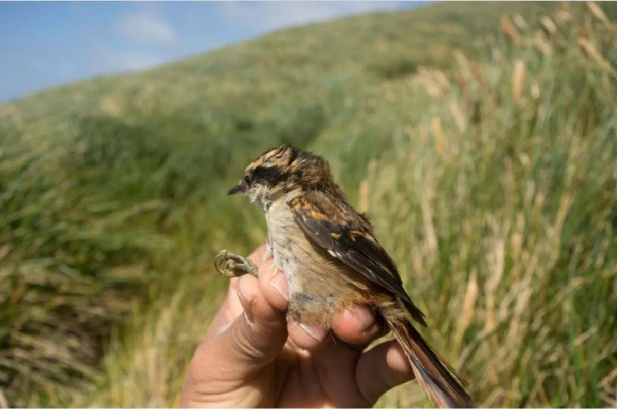 نوع جديد من الطيور