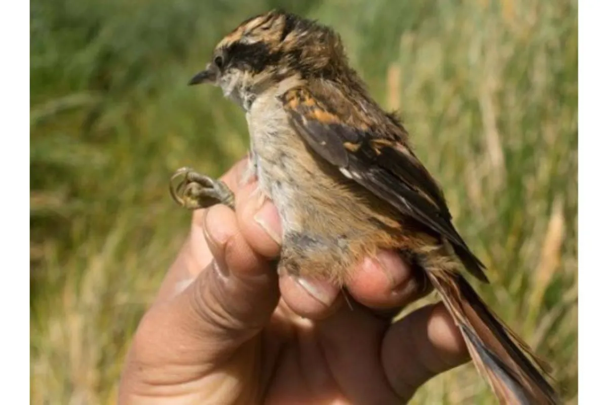 نوع جديد من الطيور