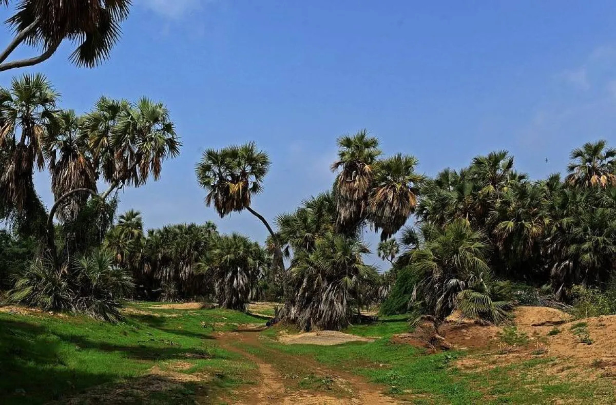 تشتهر كل منطقة بأنواع معينة من النباتات. الصورة من "واس"