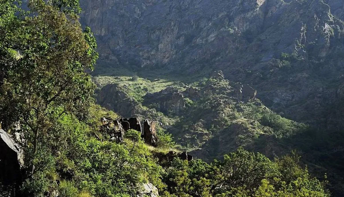 في المملكة أنواع عدة من الأشجار. الصورة من "واس"