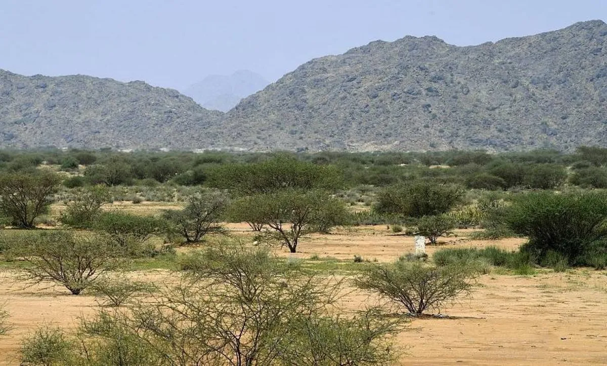 تنمو في المملكة العديد من النباتات الحولية. الصورة من "واس"