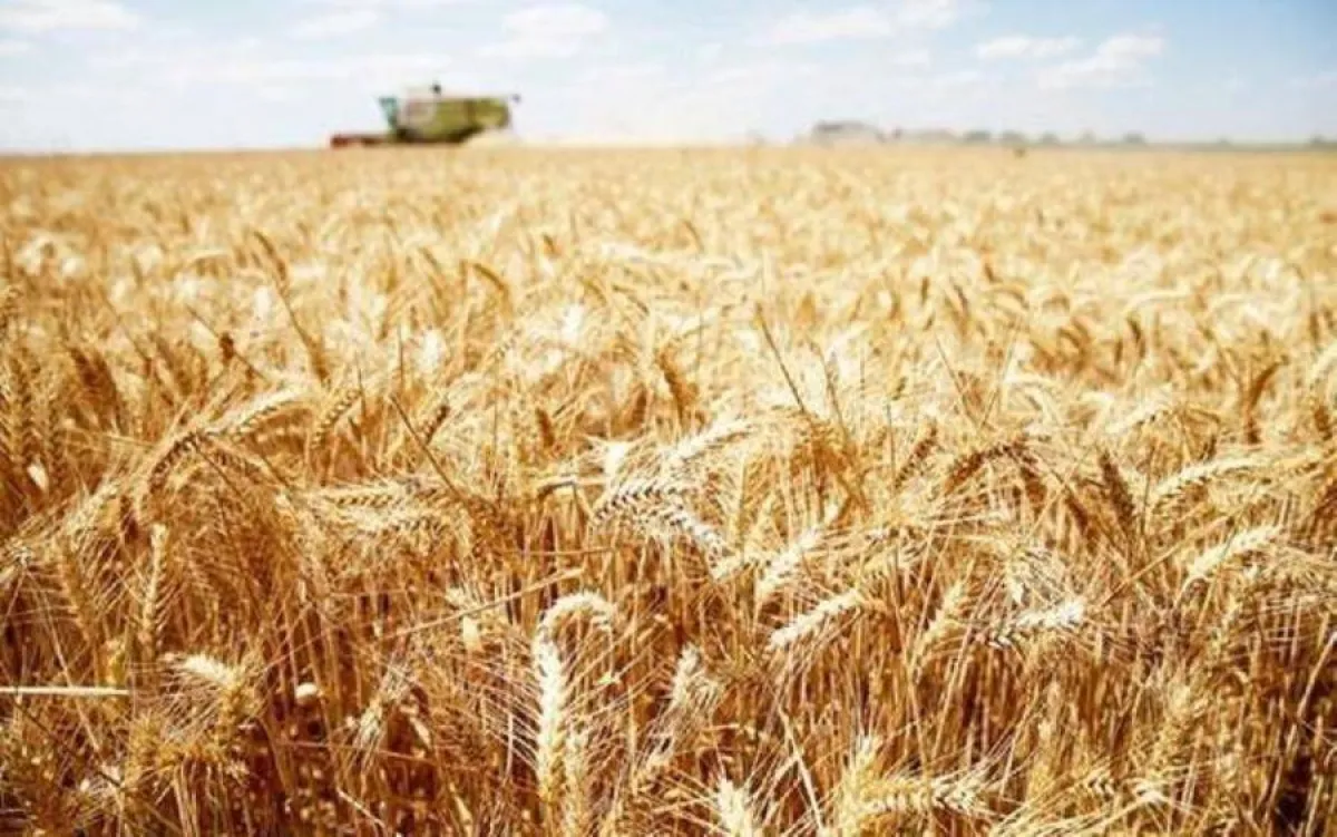 مؤسسة الحبوب السعودية