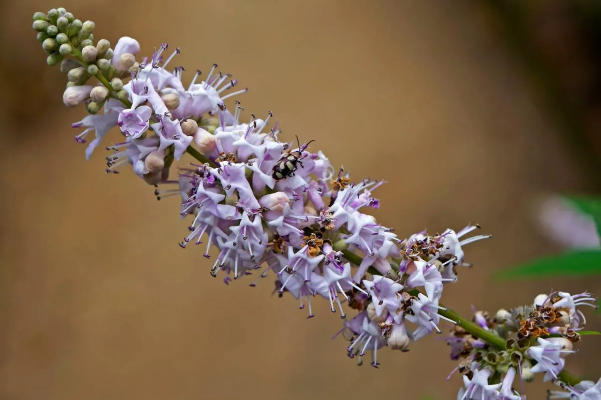 صورة لعشبة تشاستيبيري